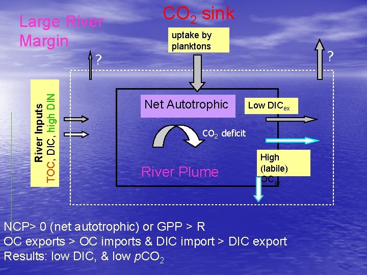 Large River Margin River Inputs TOC, DIC, high DIN ? CO 2 sink uptake