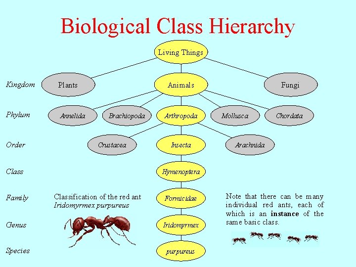 Biological Class Hierarchy Living Things Kingdom Plants Phylum Annelida Order Animals Brachiopoda Crustacea Class Biological Class Hierarchy Living Things Kingdom Plants Phylum Annelida Order Animals Brachiopoda Crustacea Class
