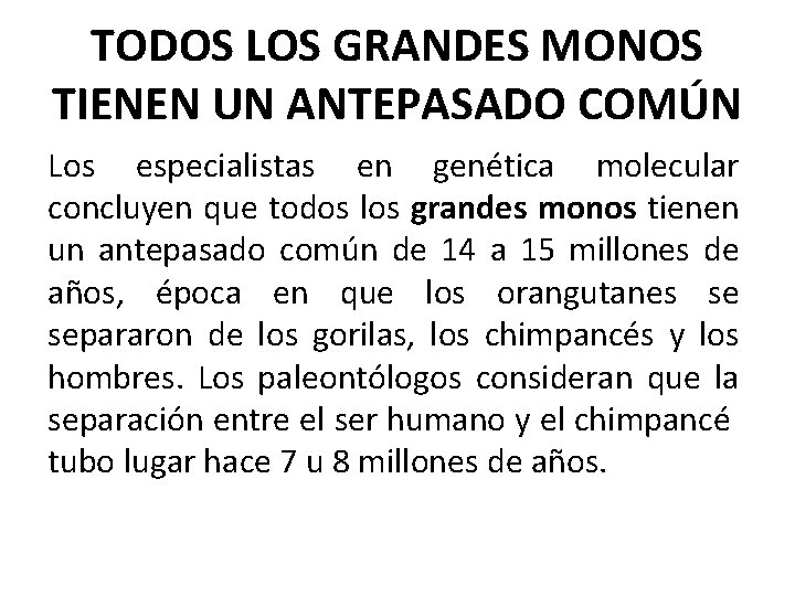 TODOS LOS GRANDES MONOS TIENEN UN ANTEPASADO COMÚN Los especialistas en genética molecular concluyen