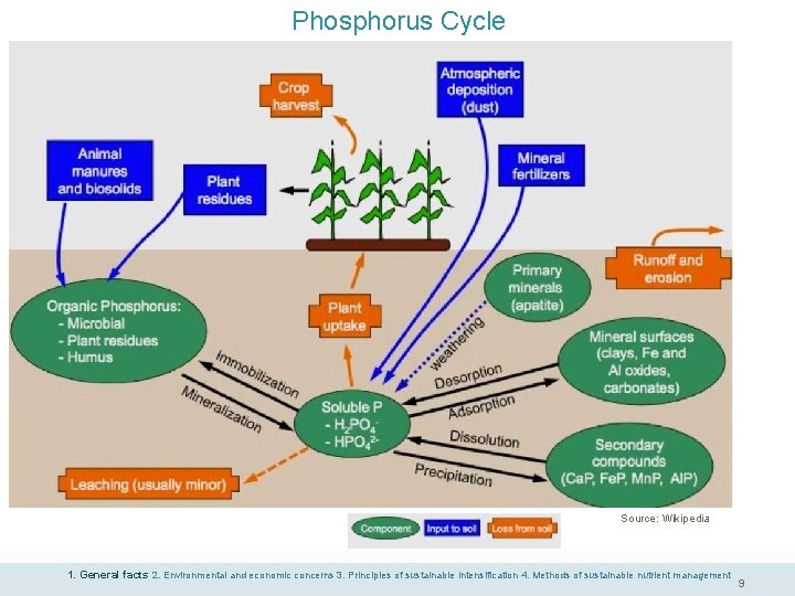 Phosphorus Cycle Source: Wikipedia 1. General facts 2. Environmental and economic concerns 3. Principles