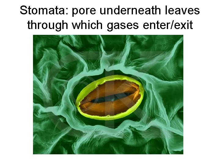 Stomata: pore underneath leaves through which gases enter/exit 