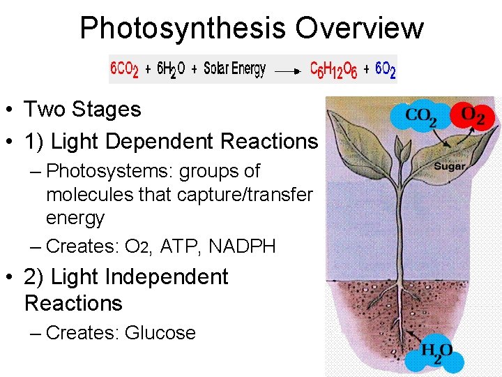 Photosynthesis Overview • Two Stages • 1) Light Dependent Reactions – Photosystems: groups of