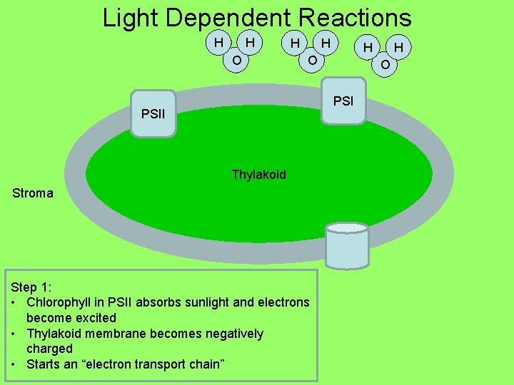 Light Dependent Reactions H H O H H H O O PSI ee e