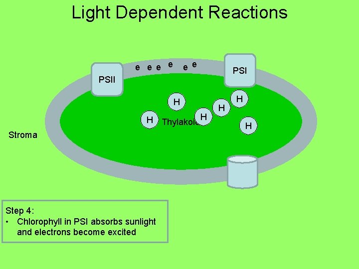 Light Dependent Reactions e e e e ee PSI e e PSII H H