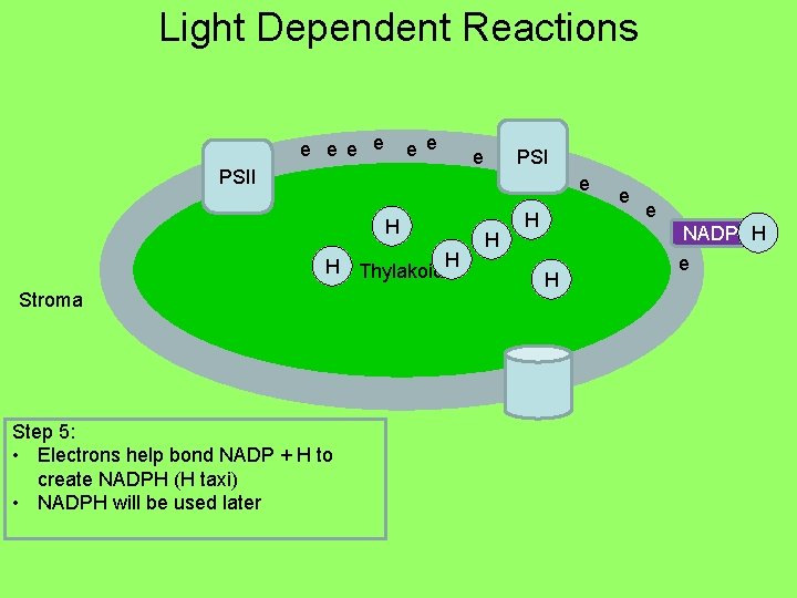Light Dependent Reactions e e e PSII PSI e e H H Thylakoid H