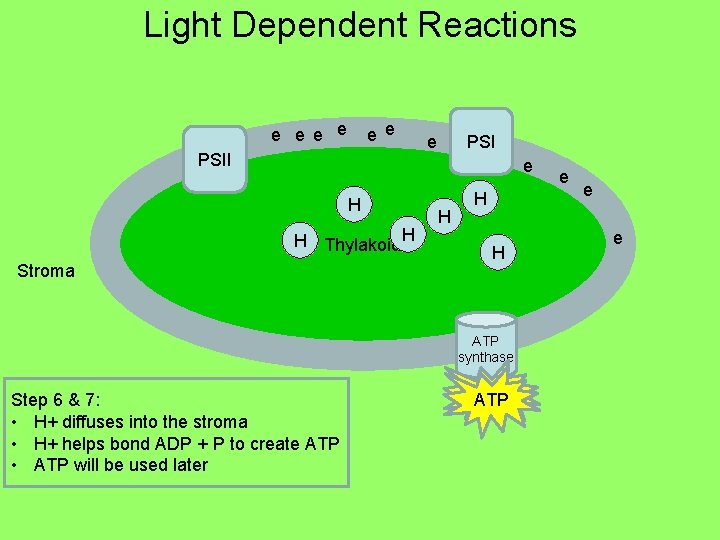 Light Dependent Reactions e e e PSII PSI e e H H Thylakoid H