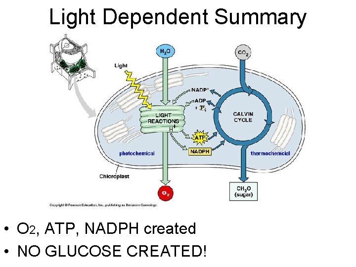 Light Dependent Summary • O 2, ATP, NADPH created • NO GLUCOSE CREATED! 