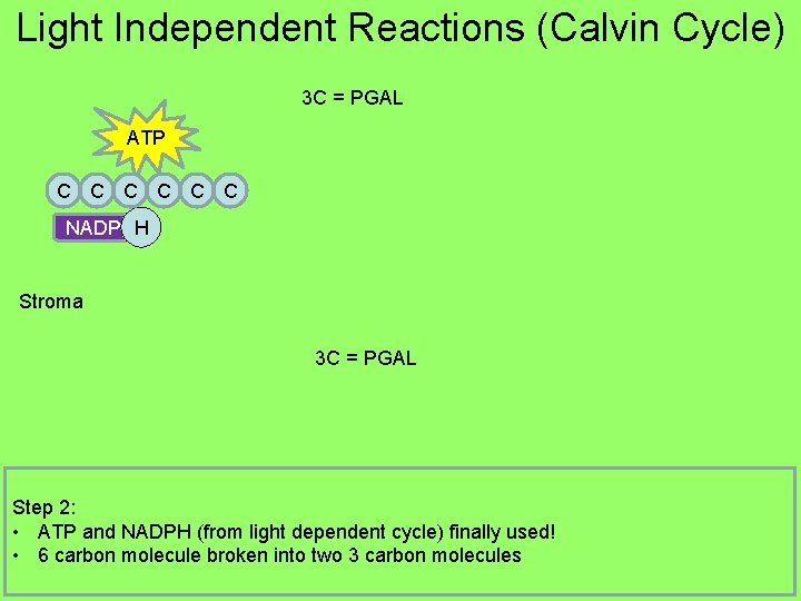 Light Independent Reactions (Calvin Cycle) 3 C = PGAL ATP C C C NADP