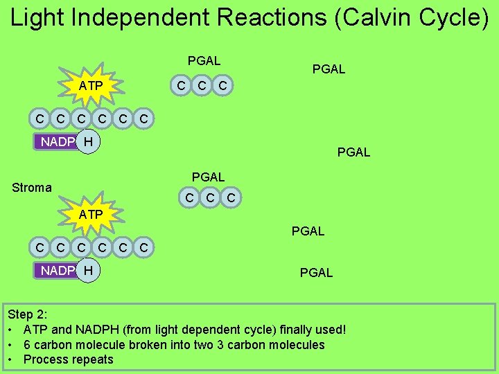 Light Independent Reactions (Calvin Cycle) PGAL ATP PGAL C C C C C NADP