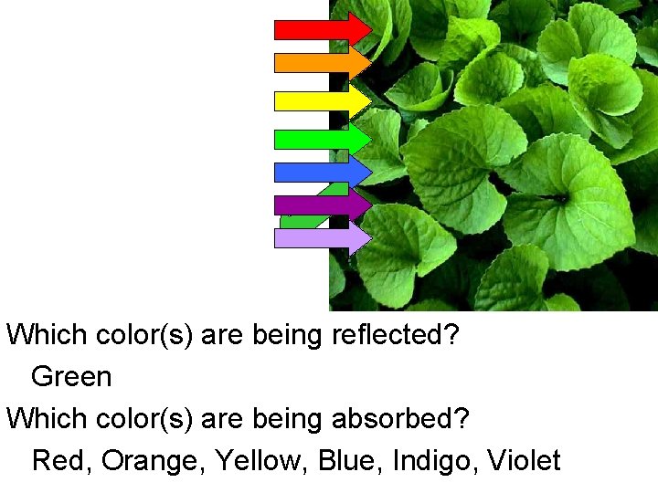 Which color(s) are being reflected? Green Which color(s) are being absorbed? Red, Orange, Yellow,