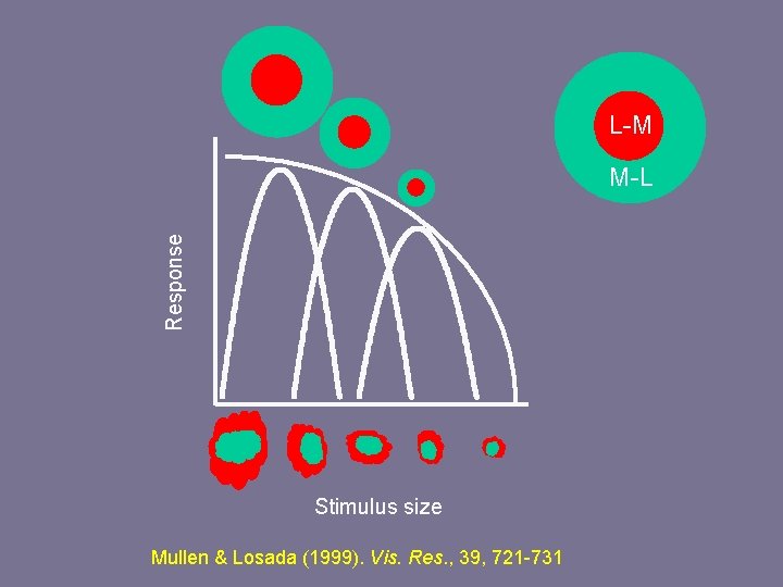 L-M Response M-L Stimulus size Mullen & Losada (1999). Vis. Res. , 39, 721