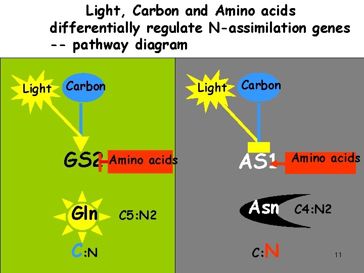 Light, Carbon and Amino acids differentially regulate N-assimilation genes -- pathway diagram Light Carbon