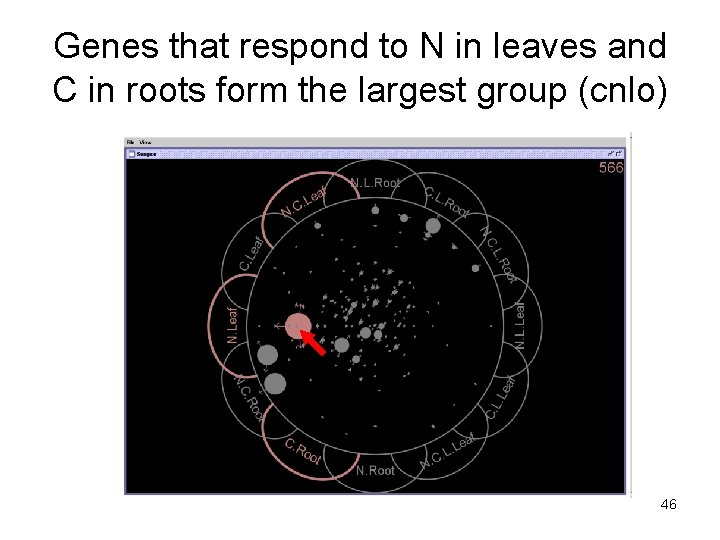 Genes that respond to N in leaves and C in roots form the largest