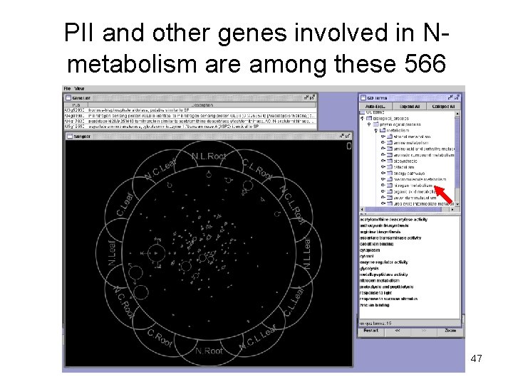 PII and other genes involved in Nmetabolism are among these 566 47 