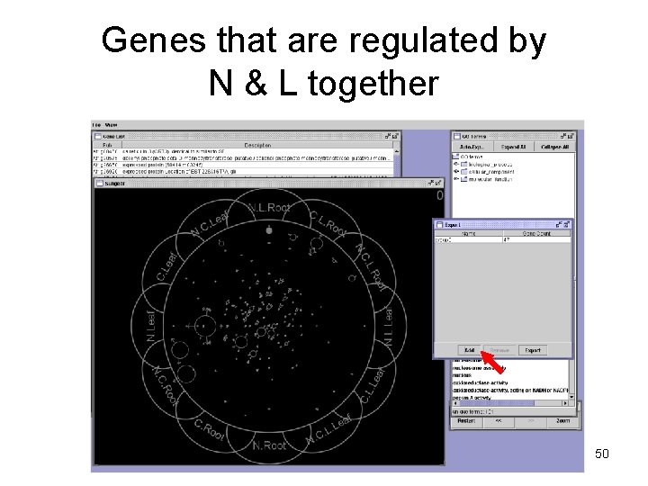 Genes that are regulated by N & L together 50 