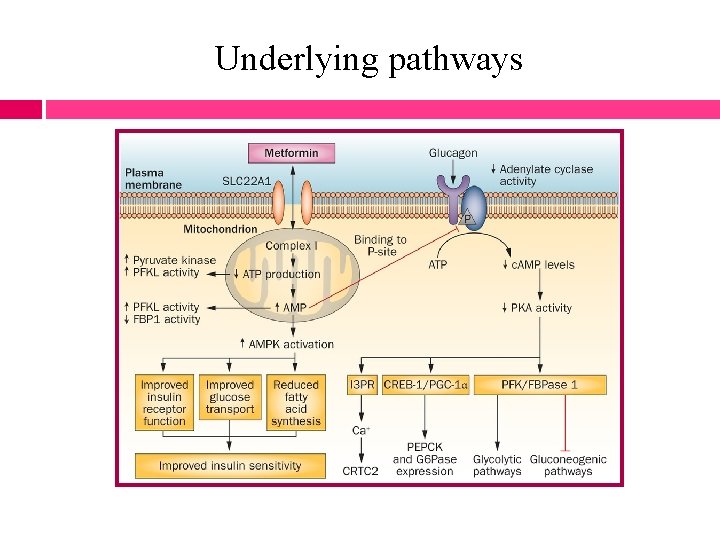 Underlying pathways 