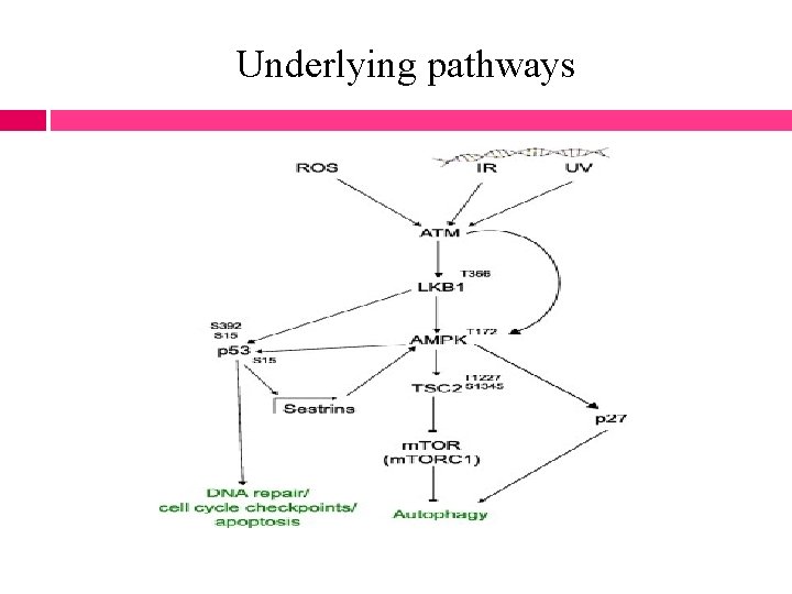 Underlying pathways 