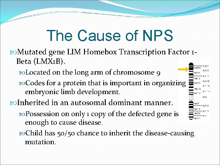 The Cause of NPS Mutated gene LIM Homebox Transcription Factor 1 Beta (LMX 1