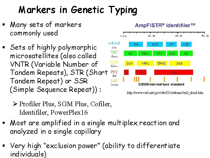 Markers in Genetic Typing § Many sets of markers commonly used § Sets of