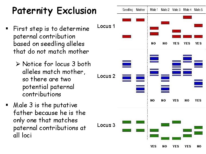 Paternity Exclusion § First step is to determine paternal contribution based on seedling alleles
