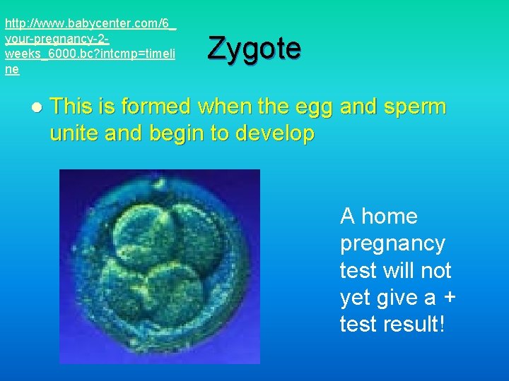 http: //www. babycenter. com/6_ your-pregnancy-2 weeks_6000. bc? intcmp=timeli ne l Zygote This is formed
