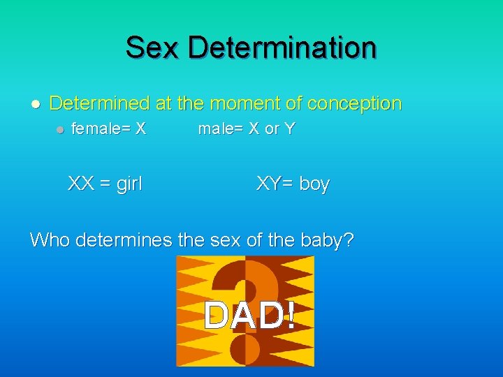 Sex Determination l Determined at the moment of conception l female= X XX =