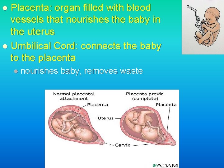 Placenta: organ filled with blood vessels that nourishes the baby in the uterus l