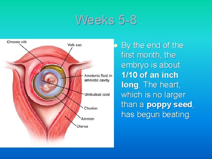 Weeks 5 -8 l By the end of the first month, the embryo is