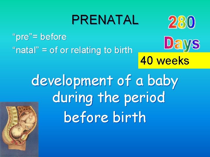 PRENATAL “pre”= before “natal” = of or relating to birth 40 weeks development of