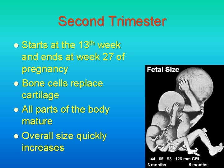 Second Trimester Starts at the 13 th week and ends at week 27 of