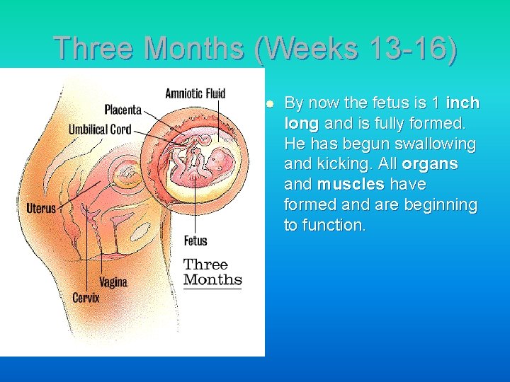 Three Months (Weeks 13 -16) l By now the fetus is 1 inch long