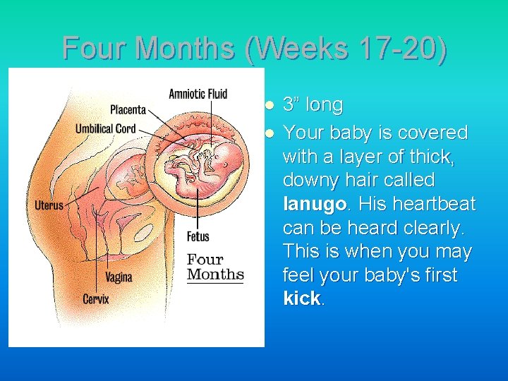 Four Months (Weeks 17 -20) l l 3” long Your baby is covered with