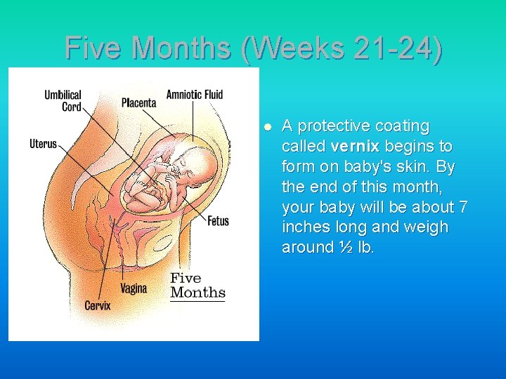 Five Months (Weeks 21 -24) l A protective coating called vernix begins to form