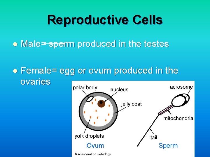 Reproductive Cells l Male= sperm produced in the testes l Female= egg or ovum