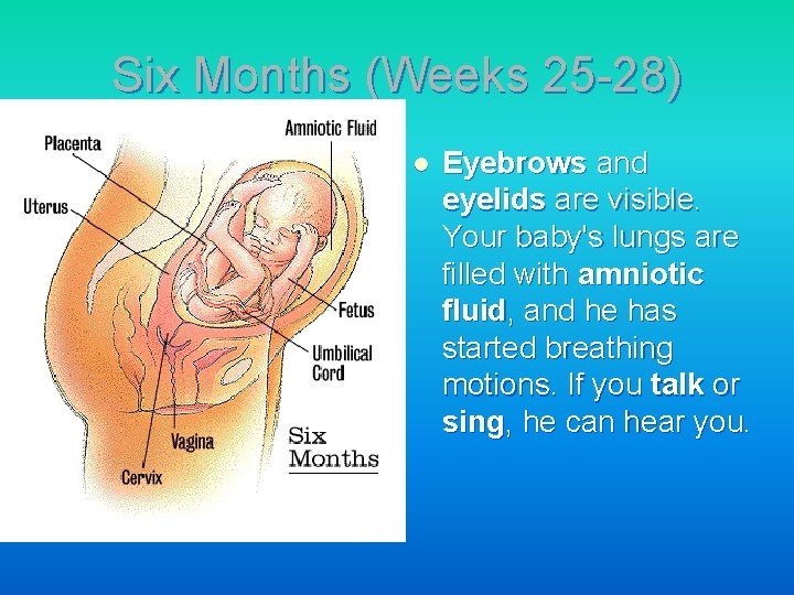 Six Months (Weeks 25 -28) l Eyebrows and eyelids are visible. Your baby's lungs