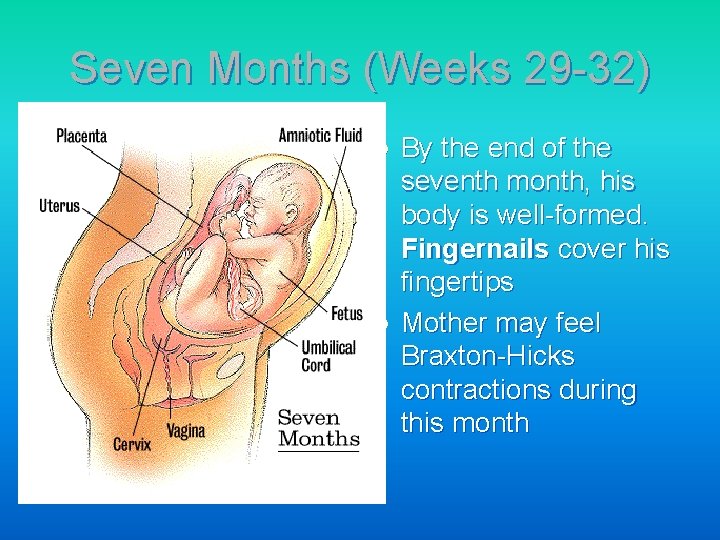 Seven Months (Weeks 29 -32) l l By the end of the seventh month,