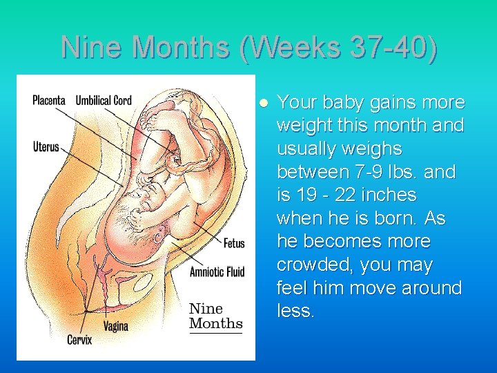 Nine Months (Weeks 37 -40) l Your baby gains more weight this month and