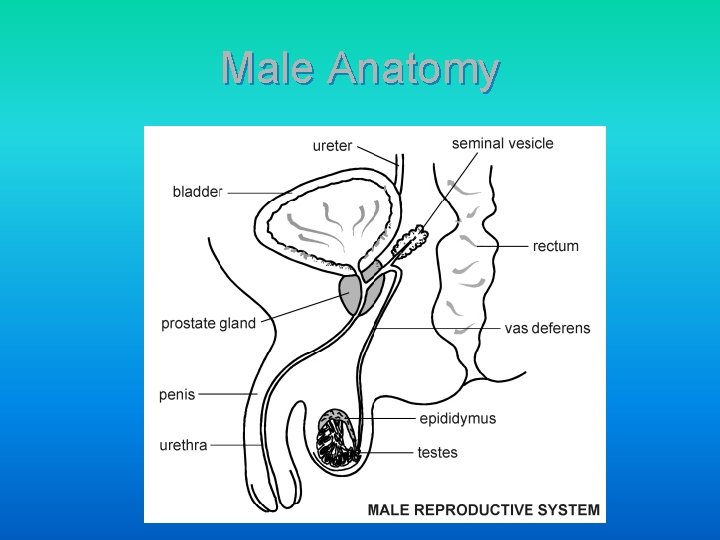 Male Anatomy 