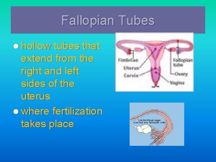 Fallopian Tubes l hollow tubes that extend from the right and left sides of