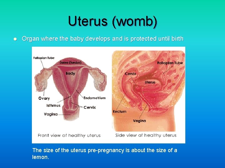 Uterus (womb) l Organ where the baby develops and is protected until birth The