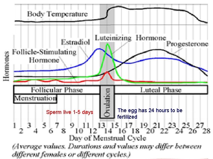 Sperm live 1 -5 days The egg has 24 hours to be fertilized 