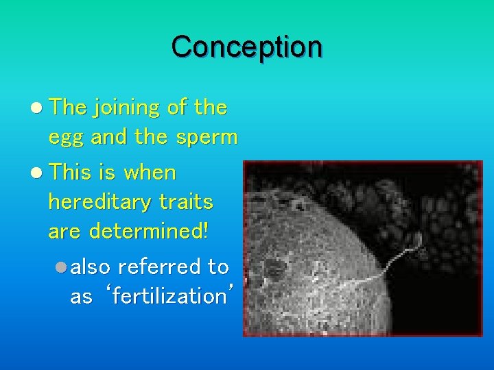 Conception l The joining of the egg and the sperm l This is when