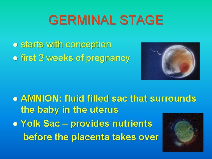 GERMINAL STAGE starts with conception l first 2 weeks of pregnancy l AMNION: fluid