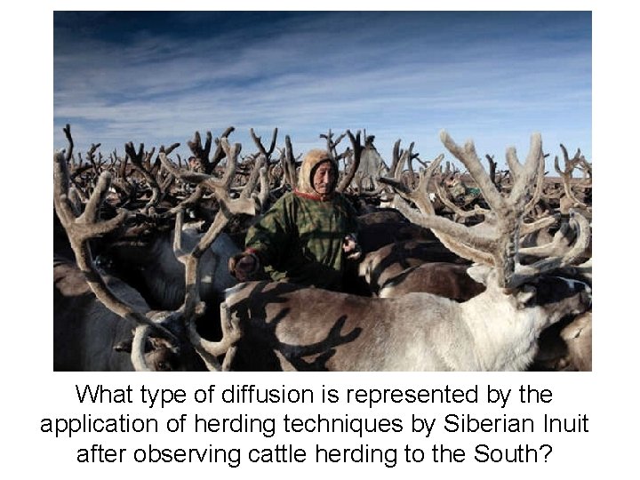 What type of diffusion is represented by the application of herding techniques by Siberian
