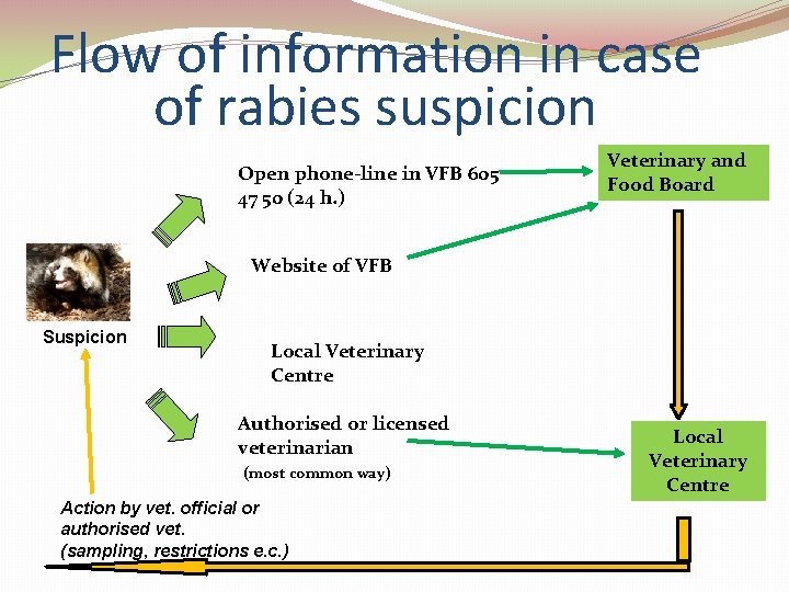 Flow of information in case of rabies suspicion Open phone-line in VFB 605 47