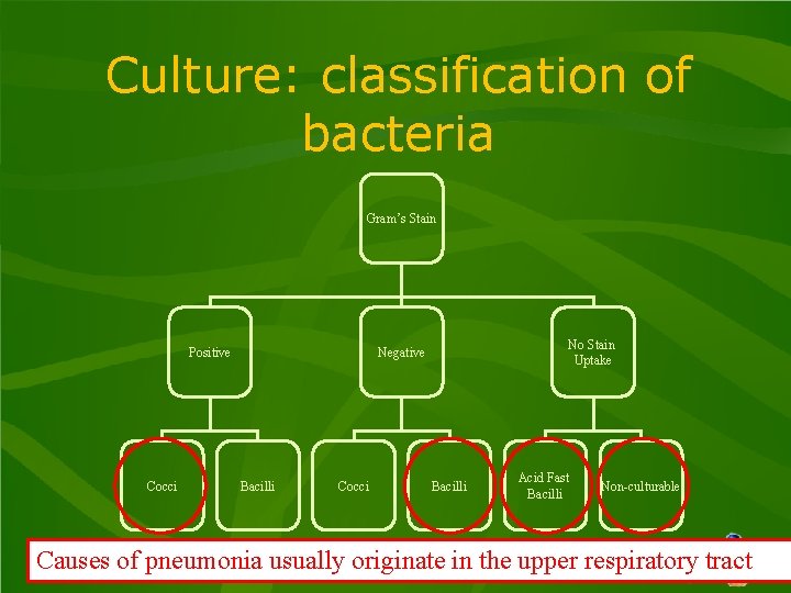 Culture: classification of bacteria Gram’s Stain Positive Cocci No Stain Uptake Negative Bacilli Cocci