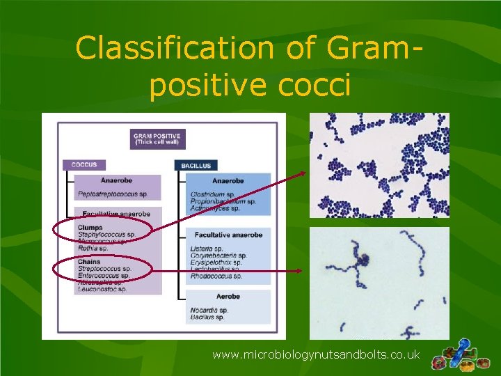 Classification of Grampositive cocci www. microbiologynutsandbolts. co. uk Classification of Grampositive cocci www. microbiologynutsandbolts. co. uk