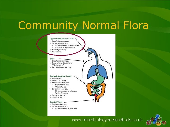 Community Normal Flora www. microbiologynutsandbolts. co. uk 