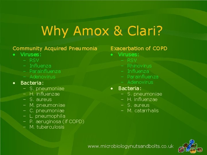 Why Amox & Clari? Community Acquired Pneumonia • Viruses: – – RSV Influenza Parainfluenza