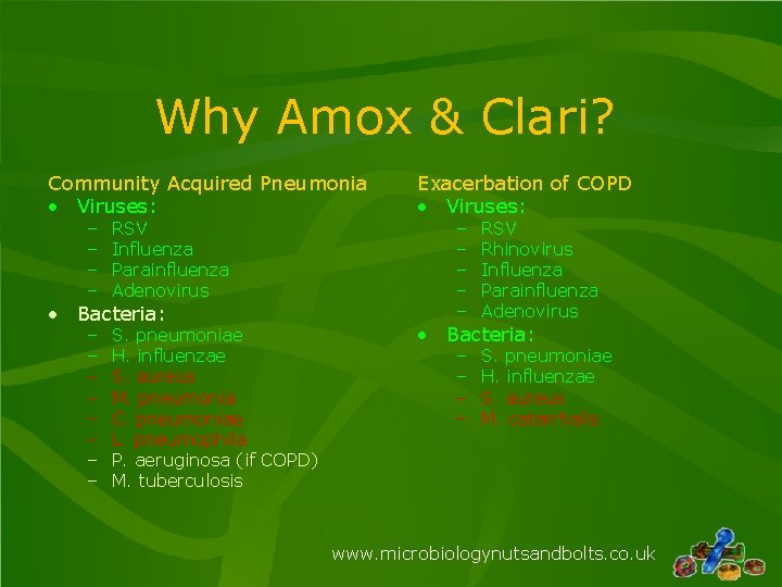 Why Amox & Clari? Community Acquired Pneumonia • Viruses: – – RSV Influenza Parainfluenza